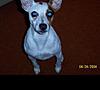 Jack Russell Puppy FREE to good home....-100_0325-custom-.jpg