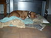 Any pitbull owners in here?-p1010060.jpg