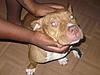 Any pitbull owners in here?-p1010179.jpg