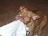 Any pitbull owners in here?-p1010184.jpg