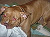 Any pitbull owners in here?-p1010182.jpg