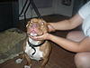 Any pitbull owners in here?-p1010178.jpg