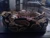 2 Female Ball Pythons (Equipment Included)-snake-pic11.jpg