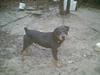 5 month old rottweiler puppy-tonka.jpg