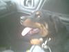 5 month old rottweiler puppy-lady-1.jpg