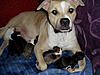 PitBull puppies for sell-lox-pups.jpg
