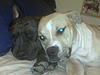 PitBull puppies for sell-img00809.jpg