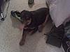5 month old rottweiler puppy-ladylady4.jpg