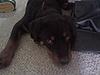 5 month old rottweiler puppy-lady-lady.jpg
