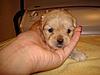 PEEK-A-POO PUPPIES-puppy1-2.jpg