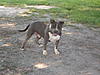 100% RAZORS EDGE / 50/50 COLBY/GOTTI PITBULL PUPS-dscn0279.jpg