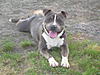 100% RAZORS EDGE / 50/50 COLBY/GOTTI PITBULL PUPS-dscn0284.jpg