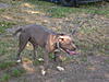 100% RAZORS EDGE / 50/50 COLBY/GOTTI PITBULL PUPS-dscn0278.jpg