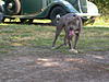 100% RAZORS EDGE / 50/50 COLBY/GOTTI PITBULL PUPS-dscn0280.jpg