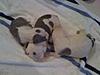 100% RAZORS EDGE / 50/50 COLBY/GOTTI PITBULL PUPS-img_0095.jpg