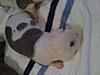 100% RAZORS EDGE / 50/50 COLBY/GOTTI PITBULL PUPS-img_0098.jpg