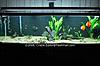 125 gallon aquarium with stand and all accesories-tnk.jpg