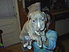 2 Pitbull puppies for sale-s3000035.jpg