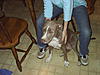 2 Pitbull puppies for sale-s3000039.jpg