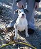 100% razors edge pups " pit bull"-blue-male.jpg