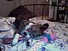 Brindle Puppy for SALE-photo-126.jpg