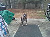 blue pit bull 11 months old-100217_104318..jpg