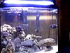 salt water everything fish coral-picture-004.jpg