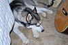 Siberian Husky for adoption-dogs-001.jpg