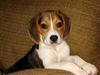 6 month old beagle puppy-beagle.jpg