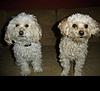 2 bichon-poos for sale-dog.jpg