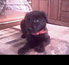 WANTED/BUYING: - Black Lab Female Puppy! 757 Area-lab2.jpg