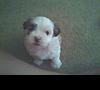 mal-shi female (maltese/shih tzu)-mmm.jpg