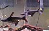 FS: 3 HUGE BLUE IRIDESCENT SHARKS-fish2.jpg