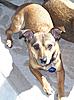 Lost dog in Granding/Raleigh Court (Roanoke) area-lucy.jpg