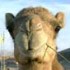 camelflage's Avatar